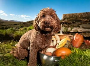 Nutritional Tips for Lagotto Romagnolo