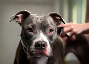 Pitbull Dog Grooming Tips