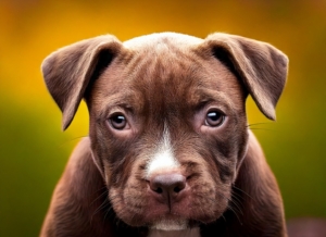 Pitbull Puppies in Common Diseases