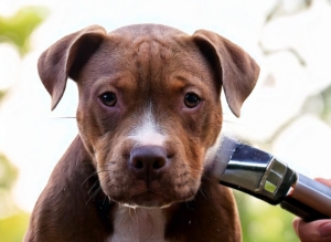 Pitbull Puppy Grooming