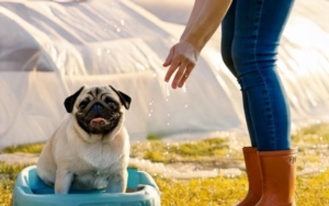 Potty Training Their Pug