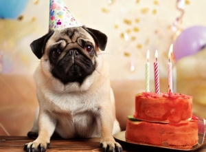 Pug Birthday Card