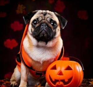 10 Iconic Halloween Pug Styles That Will Make You Swoon