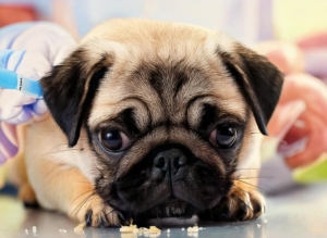 Pug Puppy Disease