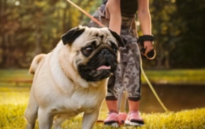 Pug Training Made Easy