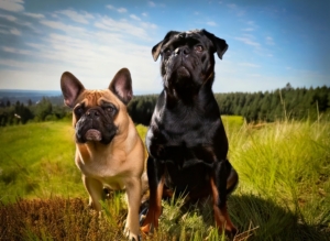 Pug vs Doberman