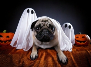 Pug Halloween Costumes