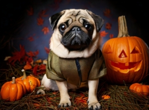 Pug-tactic Halloween Fashion