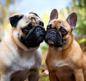 Pug vs French Bulldog