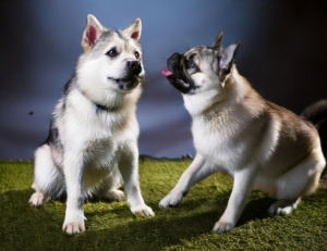 Pug vs Siberian Husky