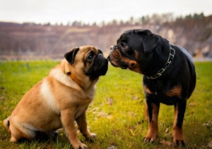 Rottweiler vs Pug