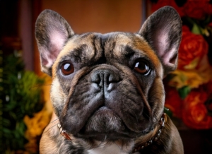 The Enduring Appeal of French Bulldogs