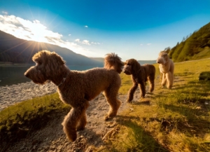 The Evolutionary Journey of the Lagotto Romagnolo