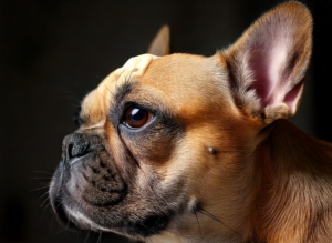 The Fascinating Anatomy of a French Bulldog's Skull