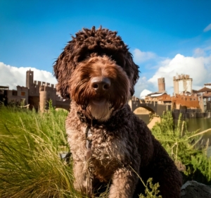 The Heritage of the Lagotto Romagnolo Breed