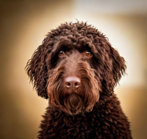 The Lagotto Romagnolo Breed