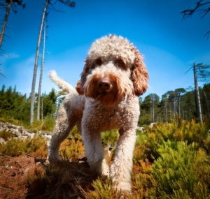  Lagotto Romagnolo