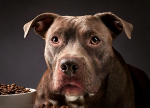 Top-Rated Foods for Pitbull Dogs