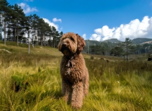  Historical Overview of the Lagotto Romagnolo