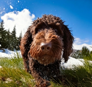 The Versatile Lagotto Romagnolo