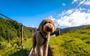 Unlocking the Potential of Your Lagotto Romagnolo 