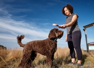 Choosing dog trainer Lagotto Romagnolo