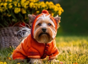 funny dog costumes for Halloween