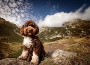 Lagotto Romagnolo history