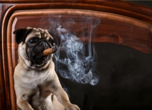 Men in Black Pug