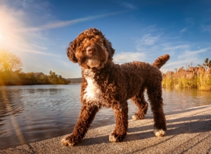 training packages for Lagotto Romagnolo