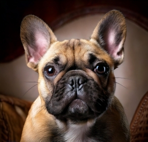 Fuzzy French Bulldogs