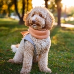 Gift Guide for Lagotto Romagnolo Owners and Fans