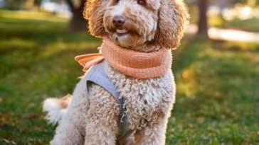 Gift Guide for Lagotto Romagnolo Owners and Fans