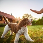 Happy Lagotto Romagnolo