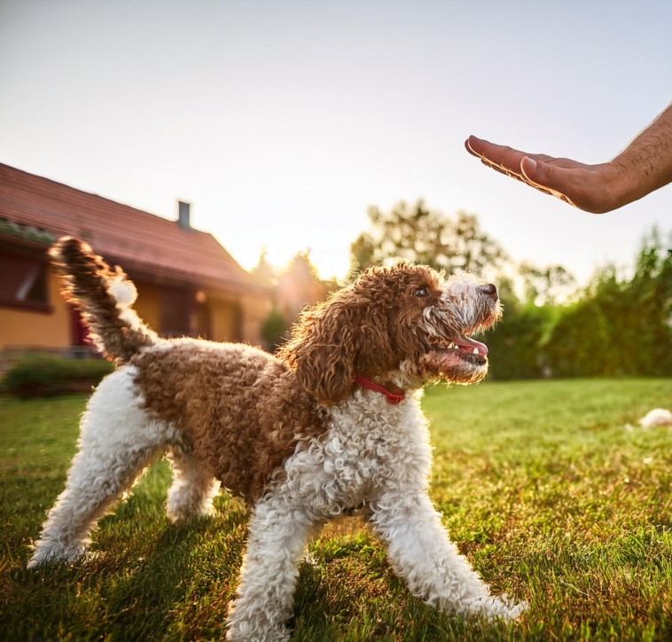 Happy Lagotto Romagnolo