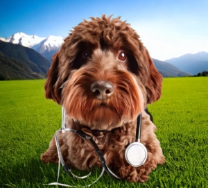 Health plan for Lagotto Romagnolo