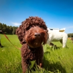 Health plan for Lagotto Romagnolo