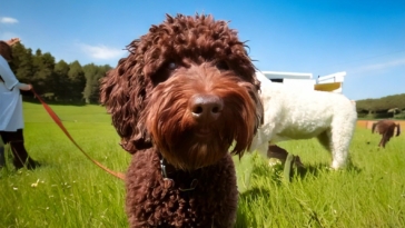 Health plan for Lagotto Romagnolo