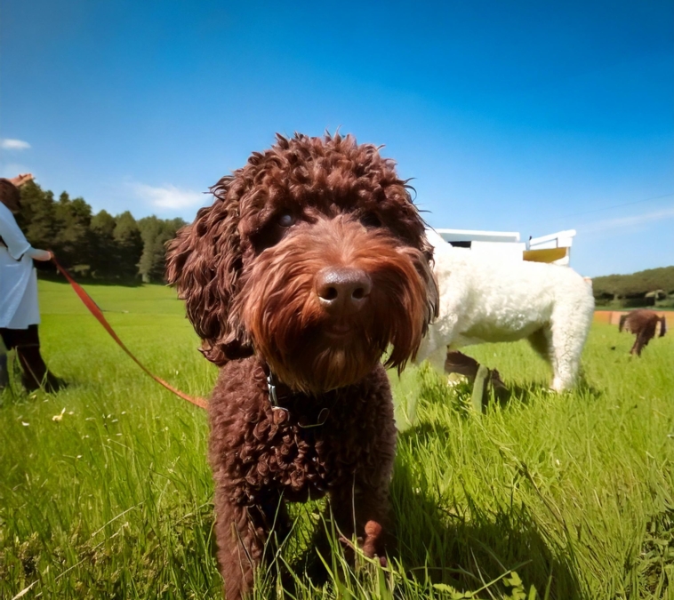 Health plan for Lagotto Romagnolo