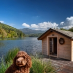 Lagotto Romagnolo home