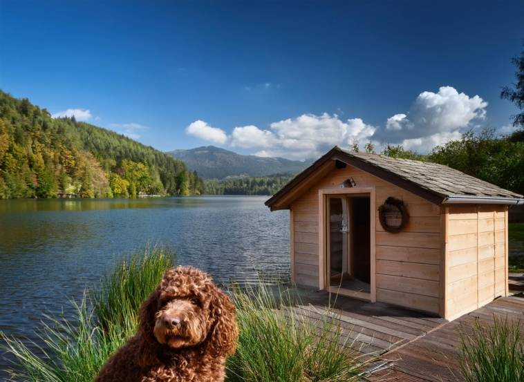 Lagotto Romagnolo home