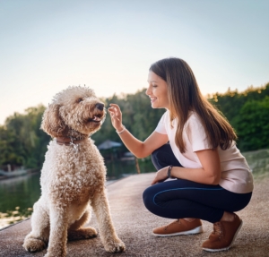 Introducing Your Lagotto Romagnolo to a New Baby