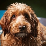 Lagotto Bath Time Reactions