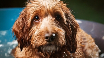 Lagotto Bath Time Reactions