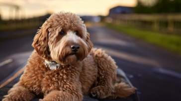 Lagotto Communication Style