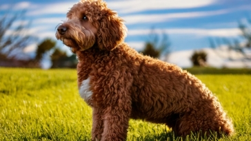 Lagotto Health Concerns