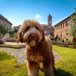 Socialize your Lagotto Romagnolo