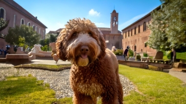 Socialize your Lagotto Romagnolo