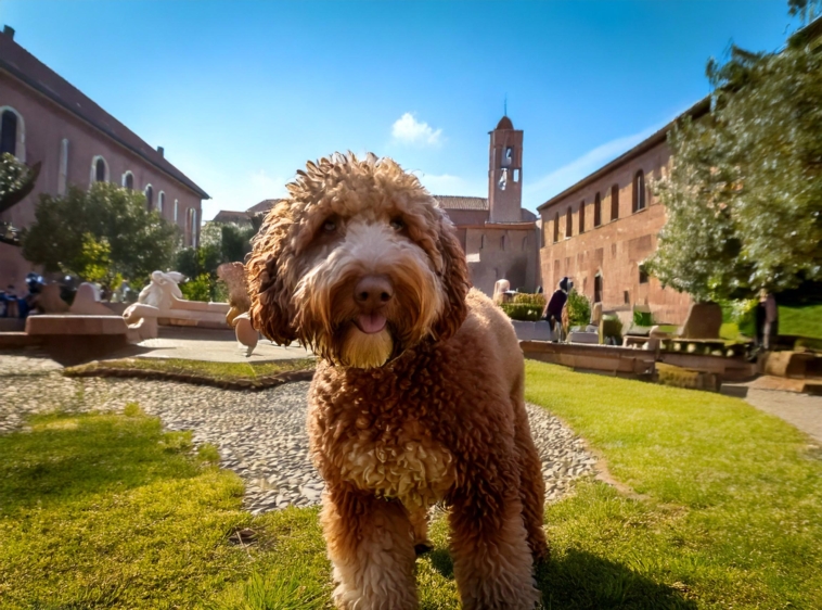 Socialize your Lagotto Romagnolo