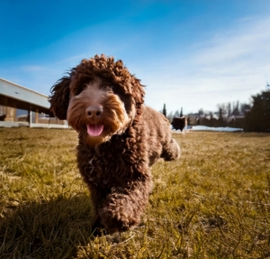 Socialize your Lagotto Romagnolo